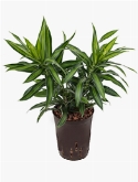 Pleomele song of jamaica Toef 40 cm