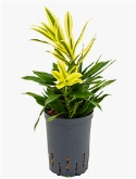 Pleomele song of sri lanka Toef 45 cm