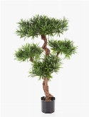 Podocarpus mountain Vertakt