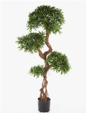 Podocarpus Vertakt