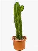 Polaskia chichipe 50 cm