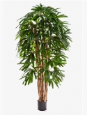 Rhapis Toef