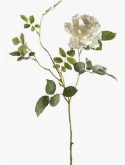 Rose dianna Cream