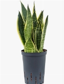 Sansevieria canary Toef 45 cm