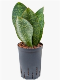 Sansevieria congo Toef 40 cm