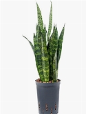 Sansevieria coral black Toef 50 cm