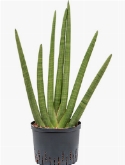 Sansevieria cylindrica 70 cm