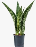 Sansevieria dragon Toef 55 cm
