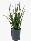 Sansevieria fernwood Toef 50 cm