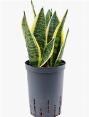Sansevieria futura superba Toef 35 cm