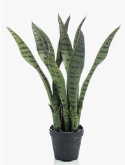 Sansevieria In pot