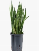 Sansevieria kirkii Toef 40 cm