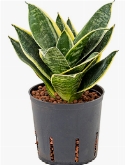 Sansevieria laurentii dwarf Toef 25 cm