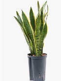 Sansevieria laurentii Toef 50 cm