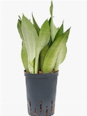 Sansevieria moonshine Toef 45 cm