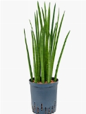 Sansevieria spikes Toef 60 cm