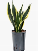 Sansevieria super flame Toef 40 cm