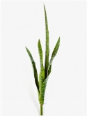 Sansevieria Toef