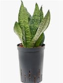 Sansevieria zeylanica compacta Toef 50 cm
