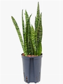 Sansevieria zeylanica silver Toef 60 cm