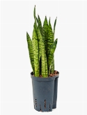 Sansevieria zeylanica Toef 45 cm