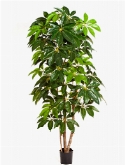 Schefflera amate Zuil