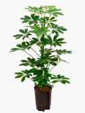 Schefflera arboricola 2pp 80 cm