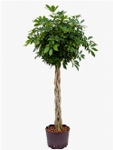 Schefflera arboricola Stam gevl. 150 cm