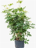 Schefflera arboricola Vertakt 100 cm
