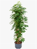 Schefflera arboricola Vertakt|zuil 155 cm