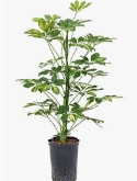 Schefflera gold capella 2pp 60 cm