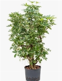 Schefflera gold capella Vertakt 100 cm