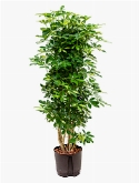 Schefflera gold capella Vertakt|zuil 140 cm