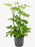 Schefflera louisiana 2pp 30 cm