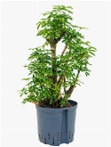 Schefflera louisiana Bush 70 cm