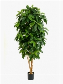 Schefflera Vertakt