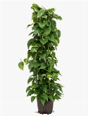 Scindapsus (epipremnum) Aureum Draadzuil 120 120 cm