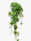 Scindapsus Hanging Bush 0