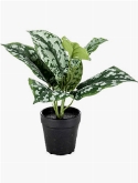 Scindapsus pictus Bush Green| Grey