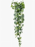 Scindapsus pictus Hanging Bush