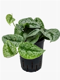 Scindapsus pictus Trebie Hanger 25 cm
