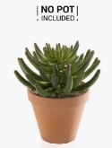 Sempervivum Green