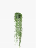 Sisal Toef