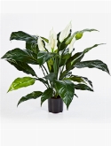 Spathiphyllum Bush