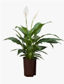 Spathiphyllum Mont Blanc 50 cm
