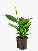Spathiphyllum Mont Blanc Bush 50 cm