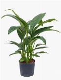 Spathiphyllum Sensation 3pp 110 cm