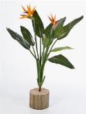 Strelitzia Bush