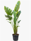 Strelitzia nicolai (200|225) Toef 2-3pp 200 cm