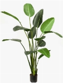 Strelitzia Toef (13 lvs.)